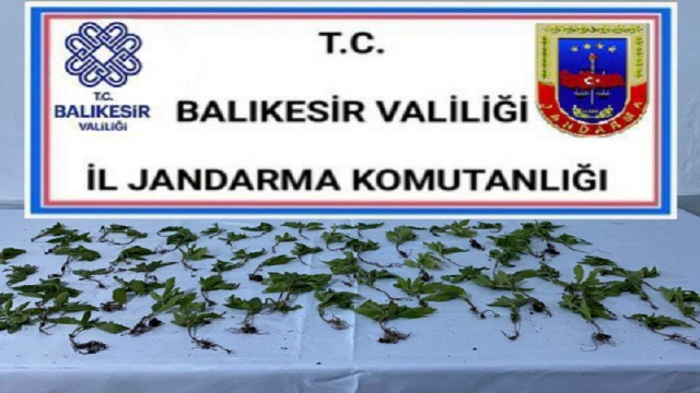 Bigadiçte jandarmadan kenevir operasyonu