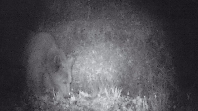 Bilecikte su içen boz ayı foto kapanla görüntülendi