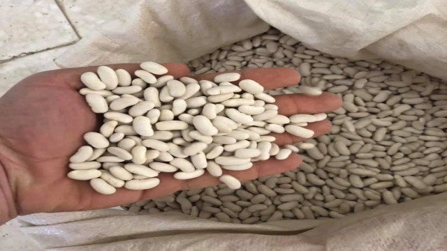 Bingölde çiftçilere Horoz kuru fasulye tohumu dağıtıldı