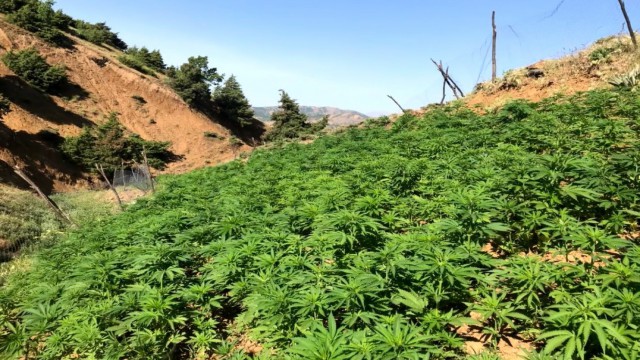 Bingölde uyuşturucuya darbe: 110 bin kök kenevir ve 19 kilo esrar ele geçirildi