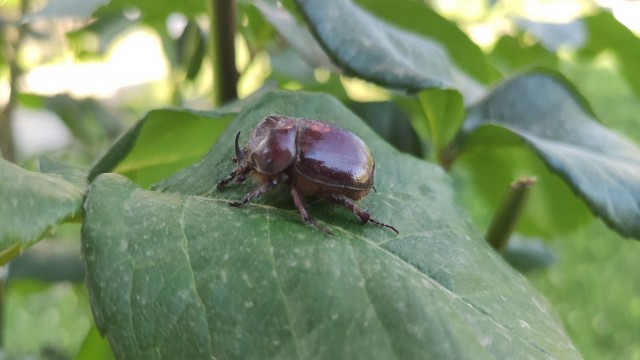 Bir dönem herkesin dikkatini çeken gergedan böceği görüntülendi