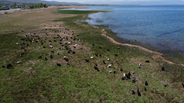 Bir zamanlar göldü, şimdi hayvanlar otluyor