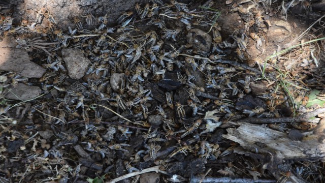 Bitliste çekirge istilası korkusu