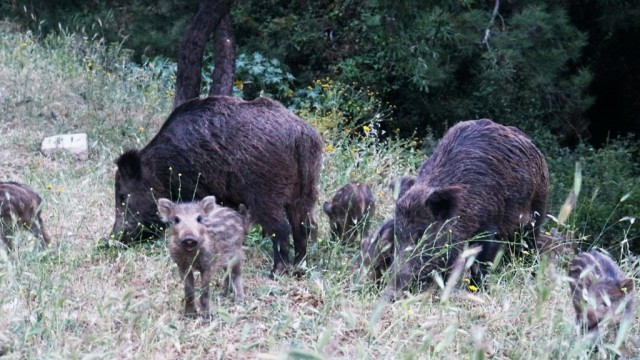 Bodrumda şehri merkezine inen domuzların ormanda kalması için çalışma başlatıldı