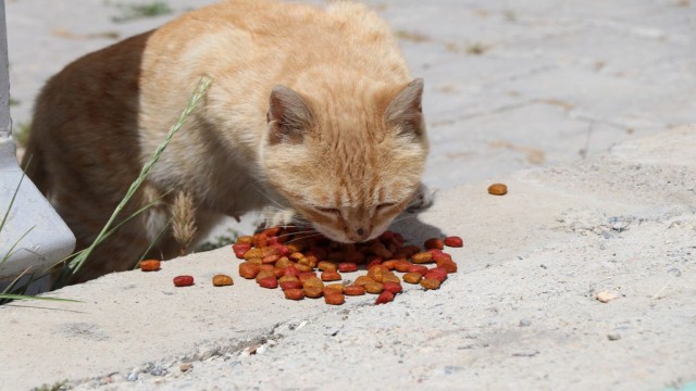 Bozovada sokak hayvanları unutulmadı