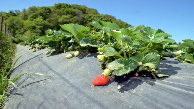 Bu çilekler pazara inmeden tarladan kapış kapış gidiyor