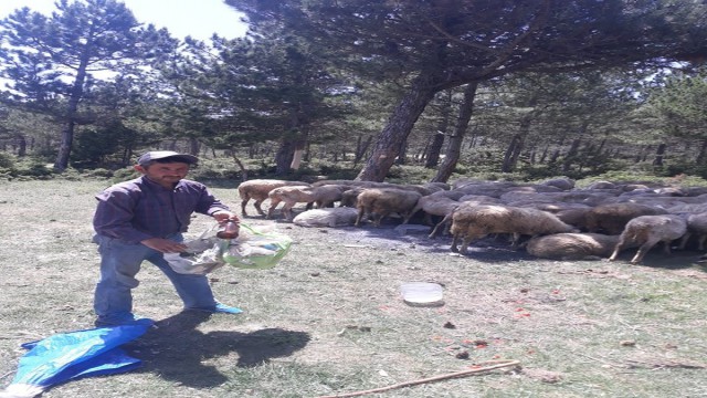 Bu da çevreci çoban