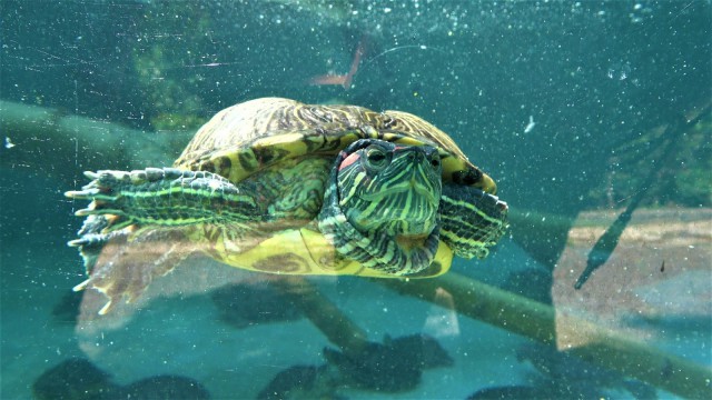 Bu hayvanları en kötü şartlarda ülkeye sokup satıyorlar