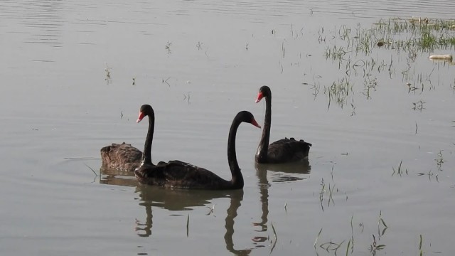 Bu şehirde gece gündüz kuşları gözetleyen birileri var