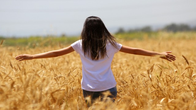 Buğdayda hasat başlıyor, çiftçi fiyat bekliyor
