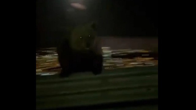 Bursada ayı ailesi böyle görüntülendi