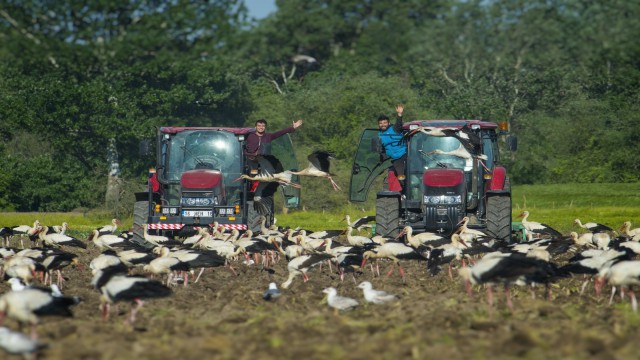 Bursada leylekler beslendi, çiftçiler işlerini bırakıp seyretti
