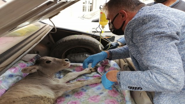 Buzağısını otomobille veterinere yetiştirdi