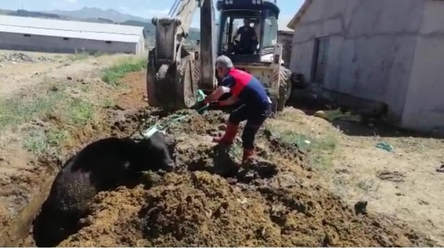 Çamura saplanan ineği itfaiye ekipleri kurtardı