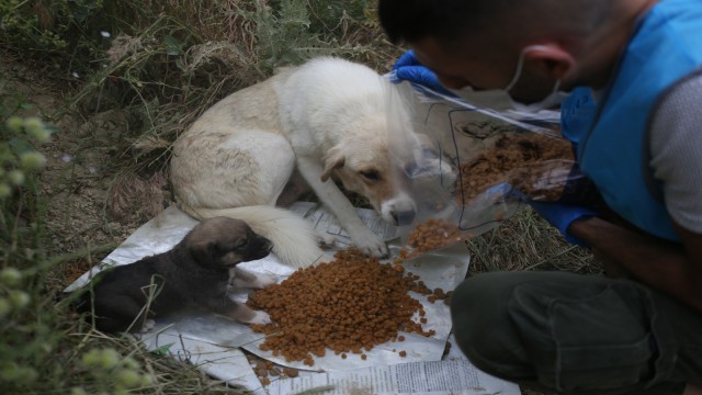 Can dostların kısıtlamada mama kapları doluyor