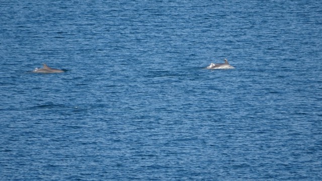 Çanakkale Boğazında yunus balıklarının şovu