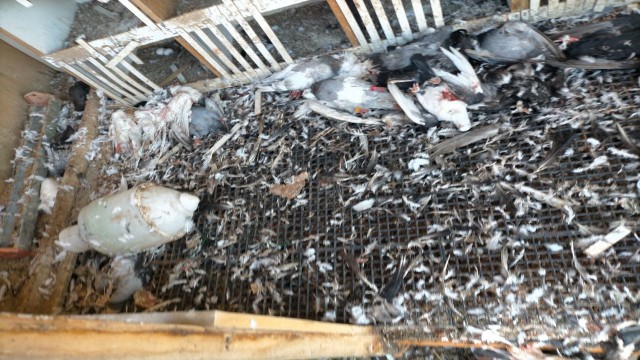 Çanakkalede başı boş köpekler 40 güvercini parçaladı