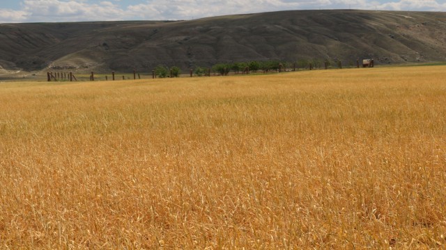 Çankırıda tarlalar kuraklık sebebiyle erken hasat edilmeye başlandı