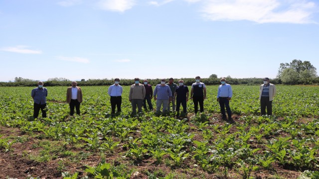 Çarşamba Ovasının şekeri yükseliyor