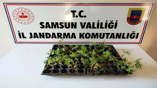 Çarşambada 55 kök kenevir ele geçirildi