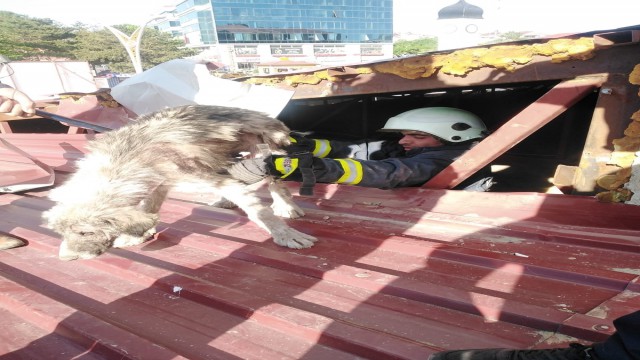 Çatıda mahsur kalan köpek kurtarıldı