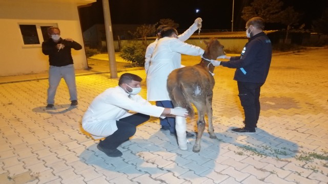 Çiftçinin tarlasında bulduğu yaralı tay tedavi altına alındı