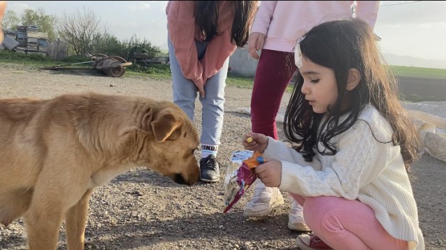 Cips yiyen köpekten sevimli hareketler
