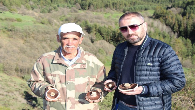 Coreker Yaylasında doğal mantarlar çıkmaya başladı