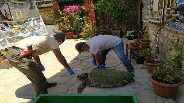 Corona Yeter bu defa kurtarılamadı