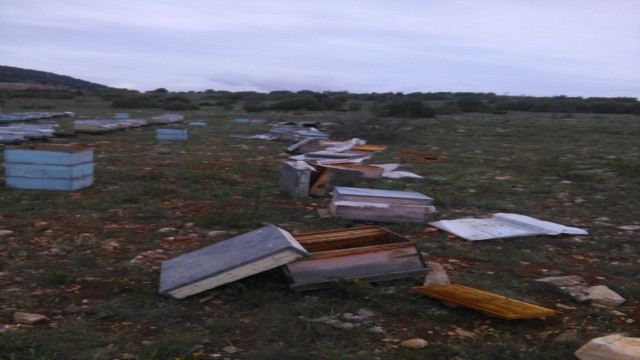 Çorumda ayılar 60 arı kovanına zarar verdi