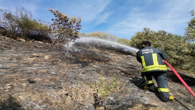 Dalamanda zeytinlik yangını