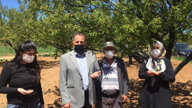 Darendede çiftçilerin don mağduriyeti