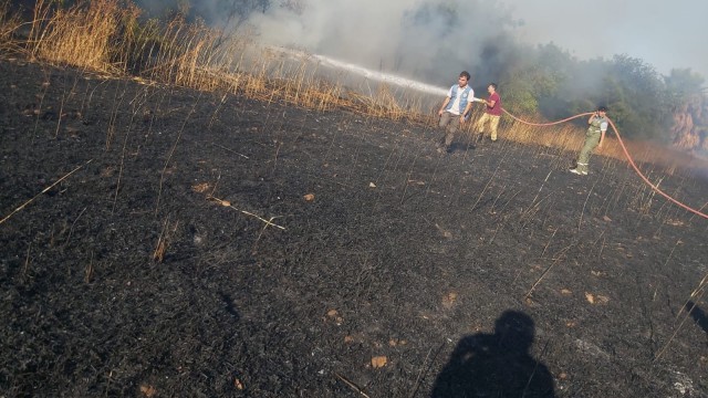 Datçada 19 dönüm ekili alan kül oldu