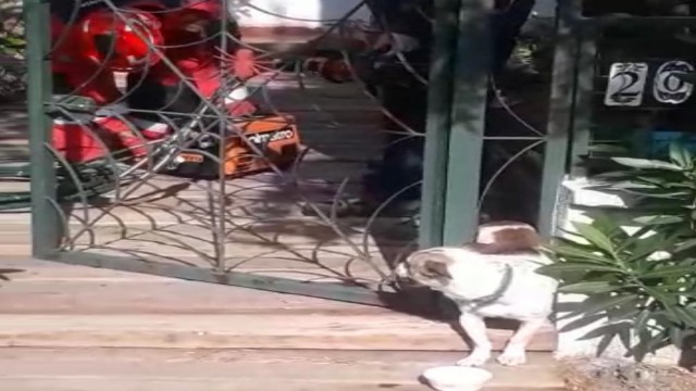 Demirlere sıkışan köpeği itfaiye kurtardı