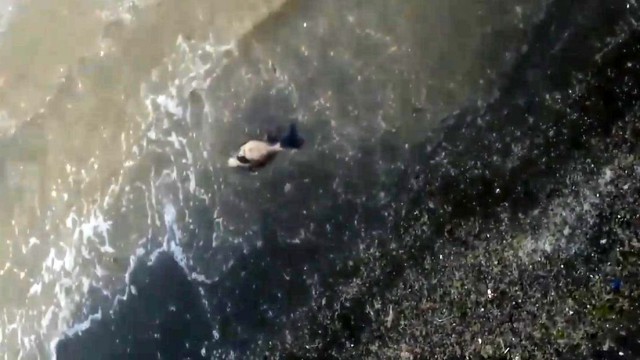 Deniz salyaları sebebiyle yavru yunus sahile vurdu