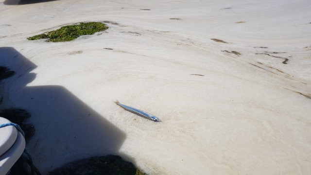 Deniz salyası bu kez Esenköyde görüldü