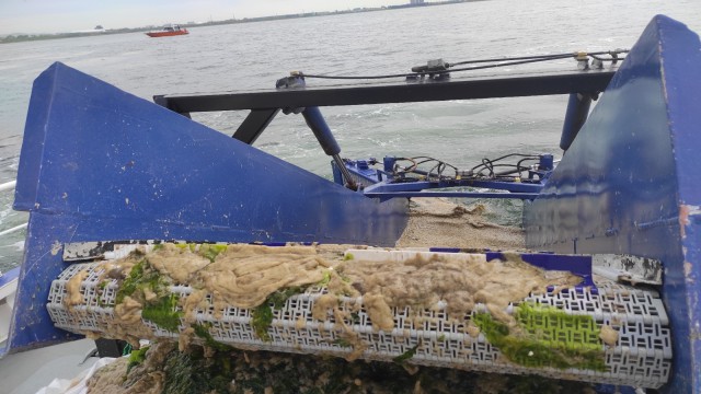 Deniz salyası için ortak eylem planı yolda