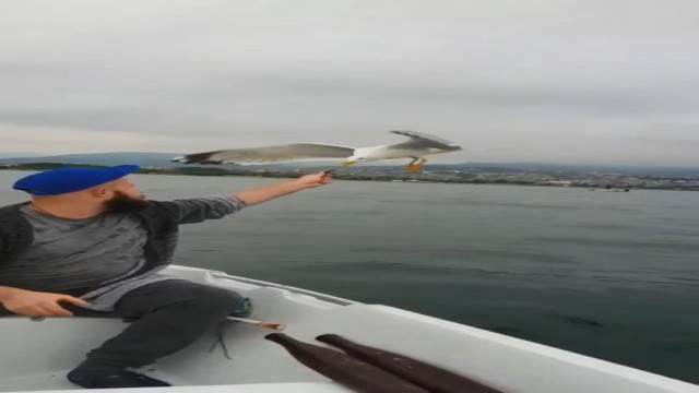 Denizin ortasında martıyı elleri ile besledi