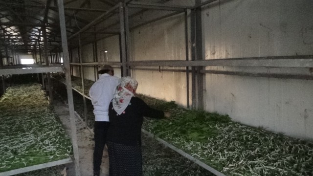 Devlet destek verdi, Batmanda ipek böcekçiliği yeniden hayat buldu