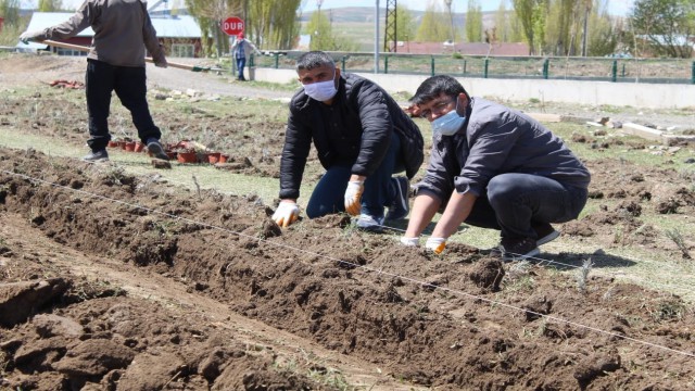Diyadinde 10 Bin 400 adet lavanta ekimi yapıldı