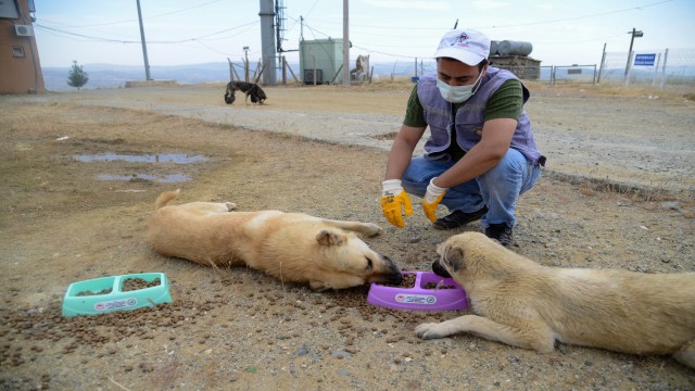 Diyarbakır Büyükşehir Belediyesi, ilçelerdeki can dostları unutmadı