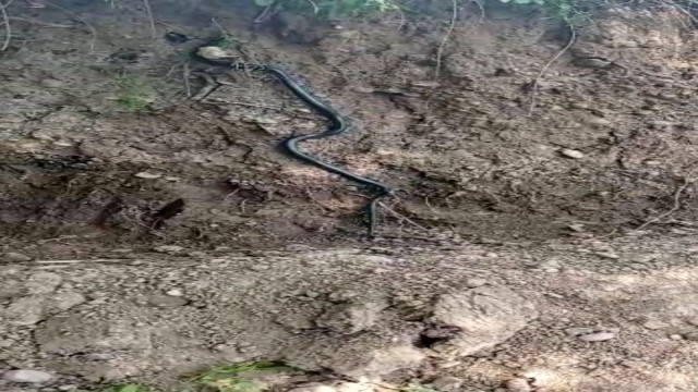 Diyarbakırda dev yılan paniği