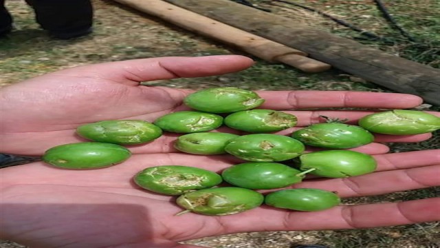 Dolunun zarar verdiği tarım arazilerinde hasar tespit çalışması başlatıldı