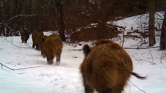 Domuz sürüsü kamerada