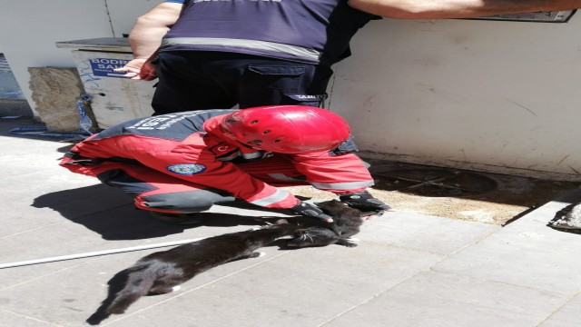 Duvar kaplamasına sıkışan yavru kediler için seferber oldular