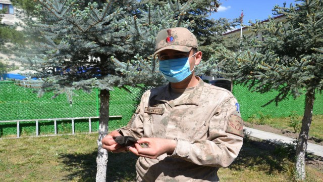 Ebabil kuşu jandarmanın bahçesine kondu