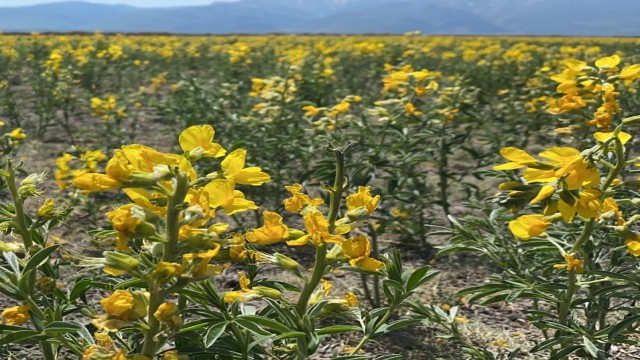 ‘Eber Sarısı bu sene de eşsiz güzelliği ile açtı