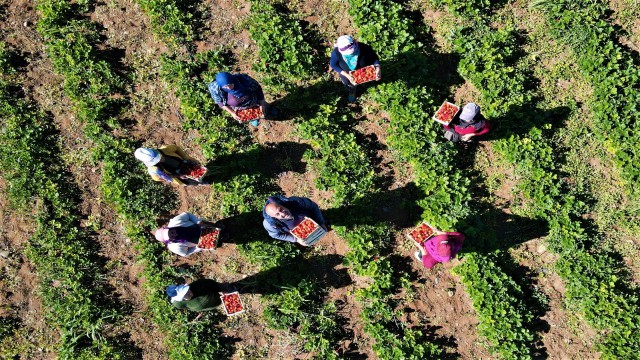 Elazığda çilek zamanı, kasa kasa satılıyor