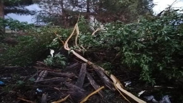 Elazığda yıldırımın düştüğü ağaç ikiye ayrıldı