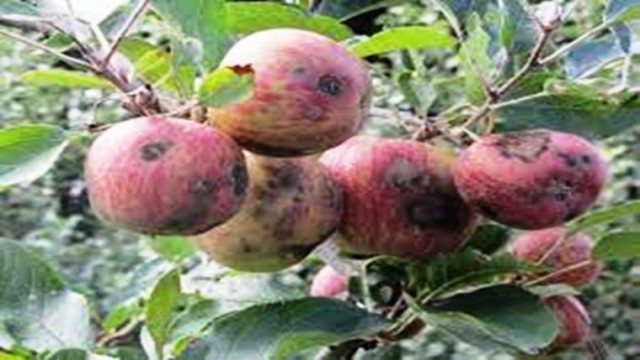 Elma ve armutta karaleke hastalığına dikkat